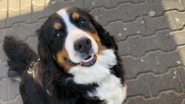 Die rollende Hundeschule – Hundetrainer für Mainz und Umgebung