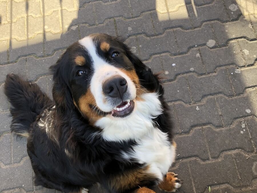Die rollende Hundeschule – Hundetrainer für Mainz und Umgebung