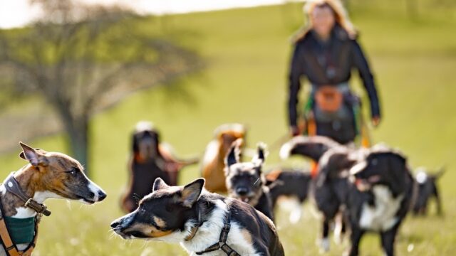 FelixCanis Hundetagesbetreuung & Hundetraining