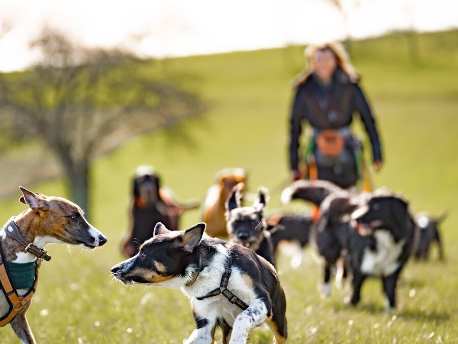 FelixCanis Hundetagesbetreuung & Hundetraining