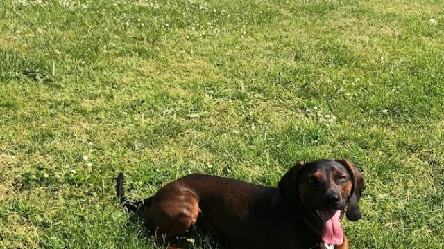 Hunde im Glück – Die Hundeschule für Mainz, Bingen und Bad Kreuznach