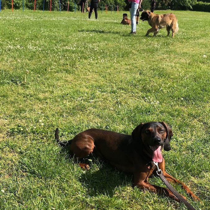 Hunde im Glück – Die Hundeschule für Mainz, Bingen und Bad Kreuznach