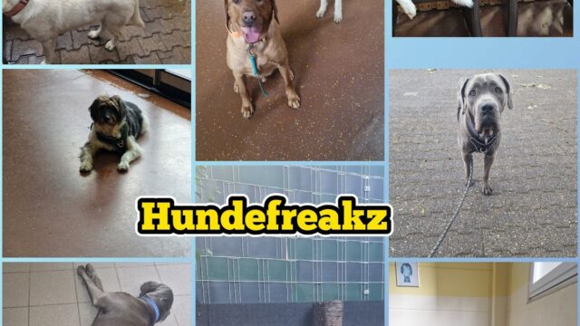 Hundefreakz