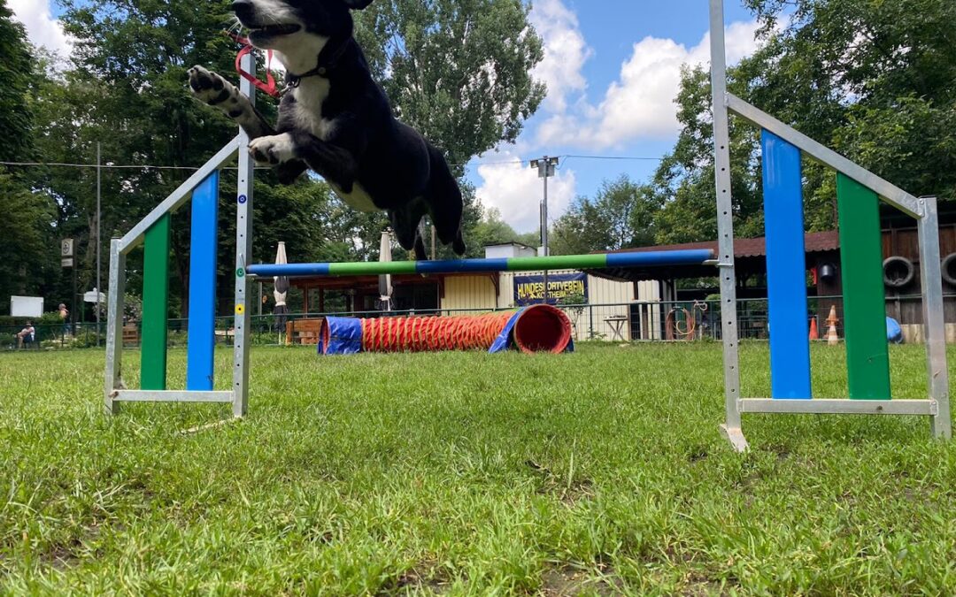 Hundeschule-Kim-Smith
