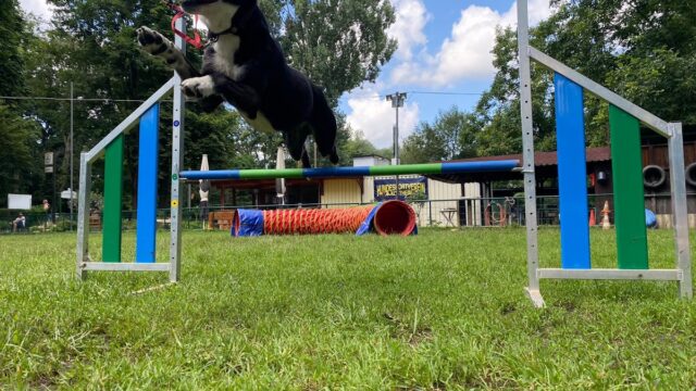 Hundeschule-Kim-Smith