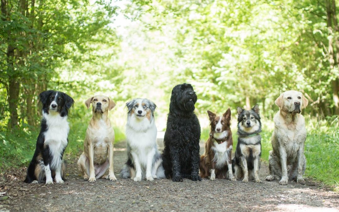 Hundeschule Landherr