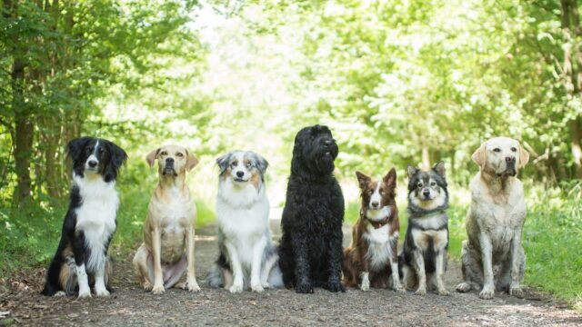Hundeschule Landherr