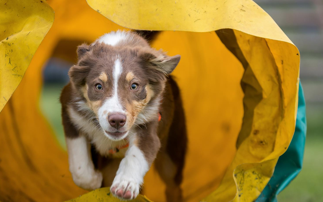 Hundeschule Mainz-Bingen