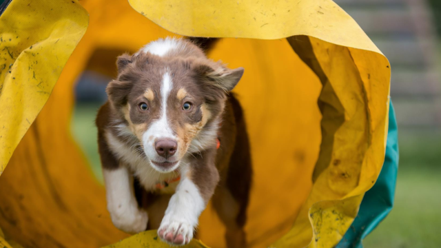 Hundeschule Mainz-Bingen