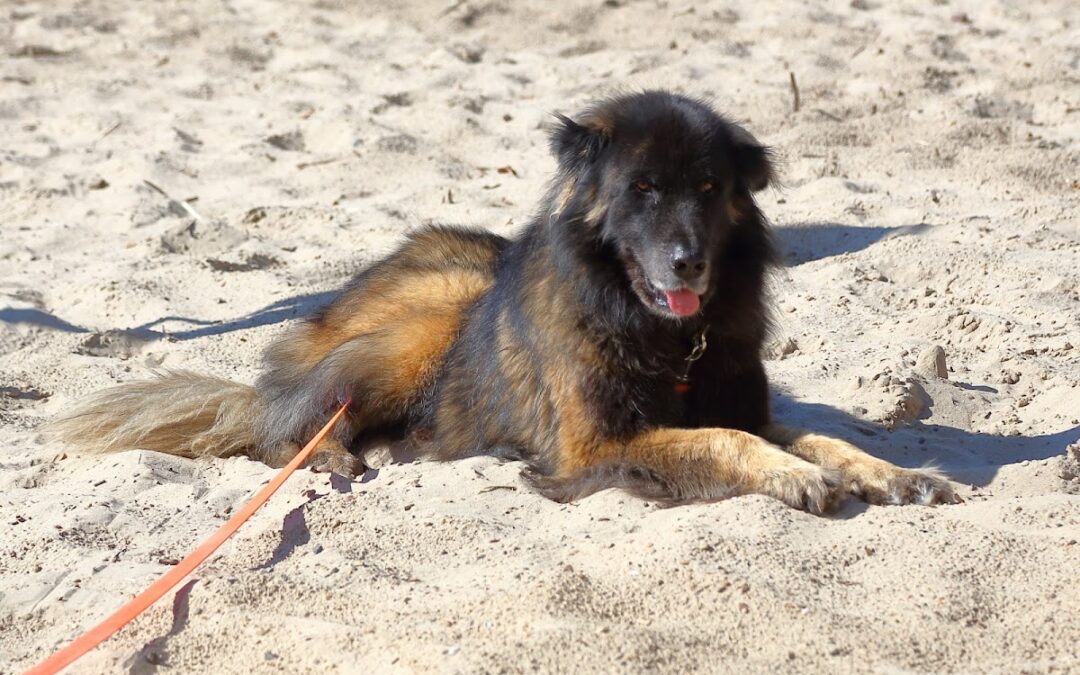 Hundeschule sitzplatzfuss