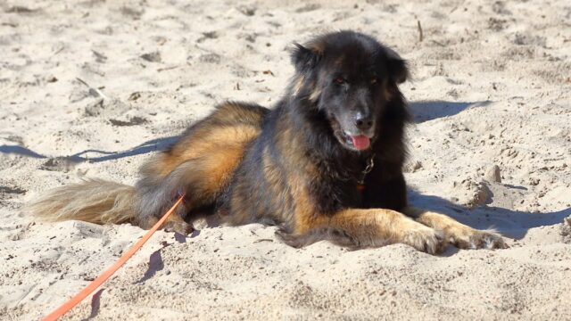 Hundeschule sitzplatzfuss