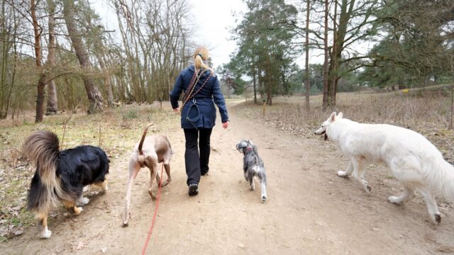 Hundetraining Anke Enzmann