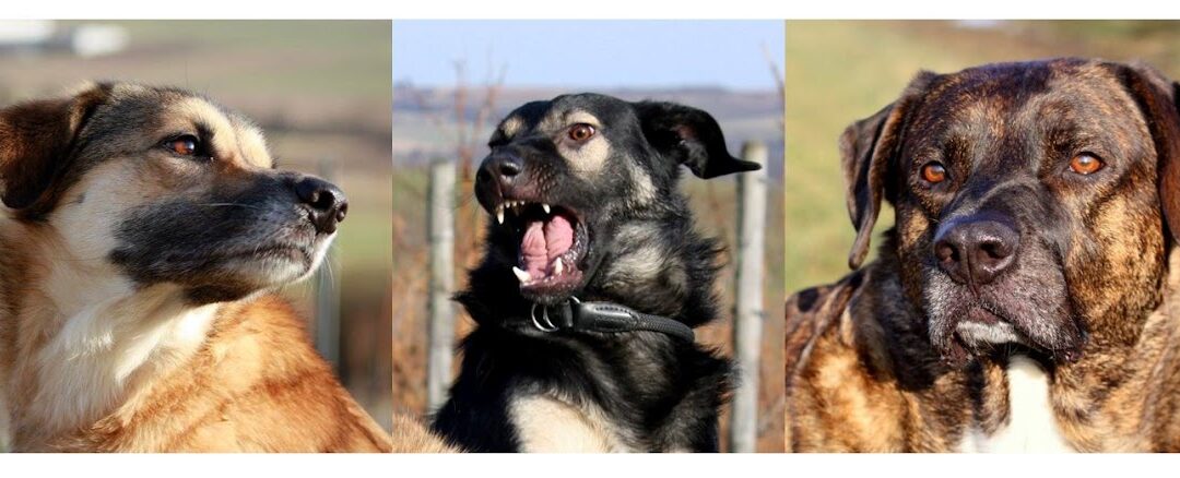 Hundetraining Mainz-Bingen Hannah Hoffmann