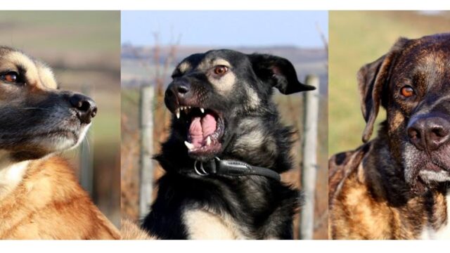 Hundetraining Mainz-Bingen Hannah Hoffmann